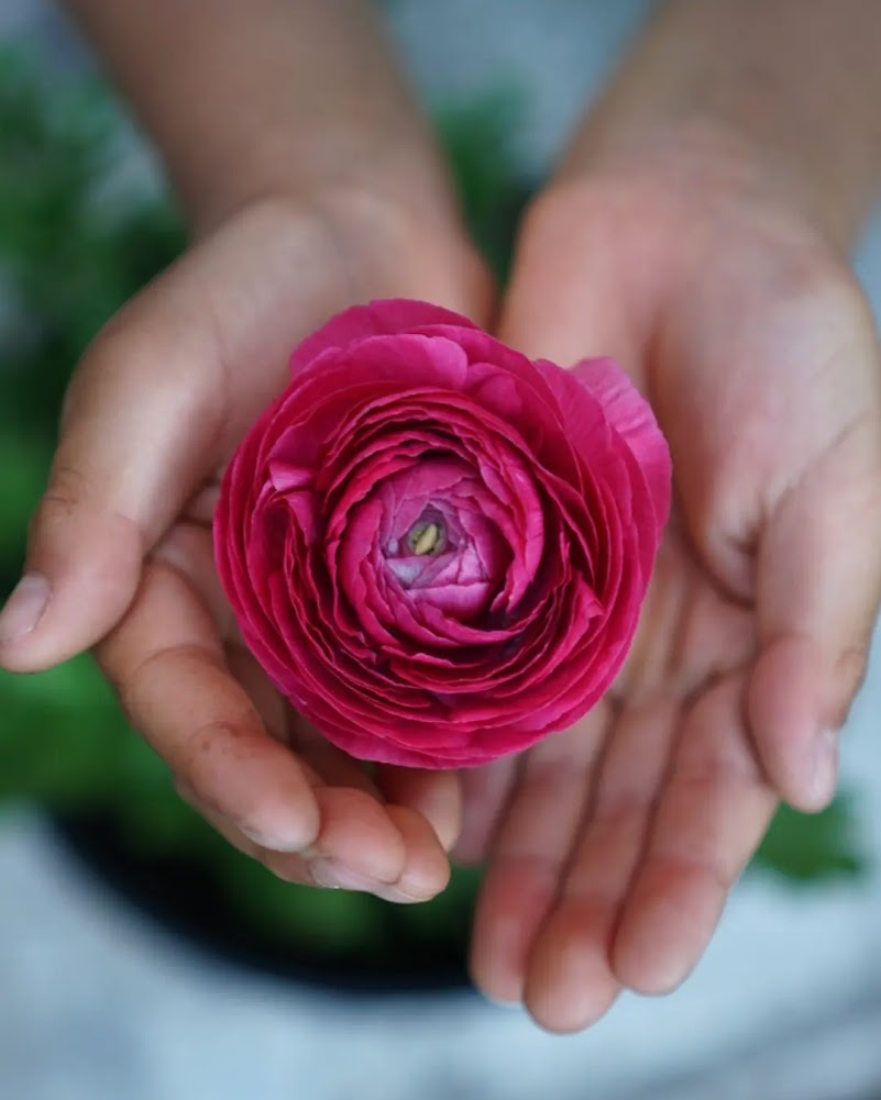 Ranunculus Bonbon