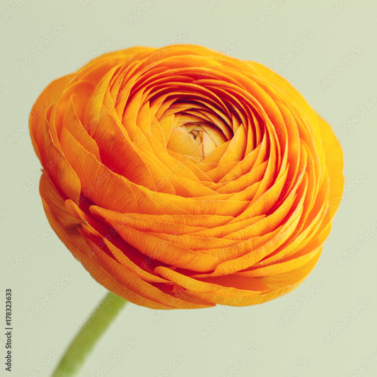 Ranunculus Salmon - Available in June