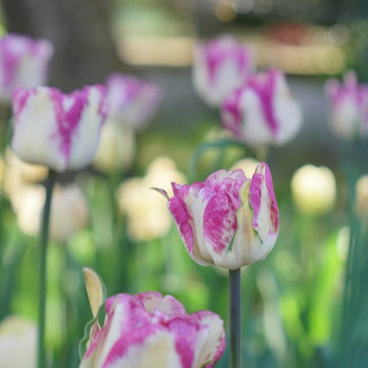 Double Tulip Soft Lavender (Early May)