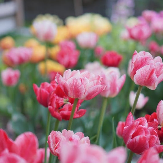 Double Tulip Red (Early May)