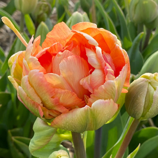 TULIP Charming Beauty (peachy yellow, double)