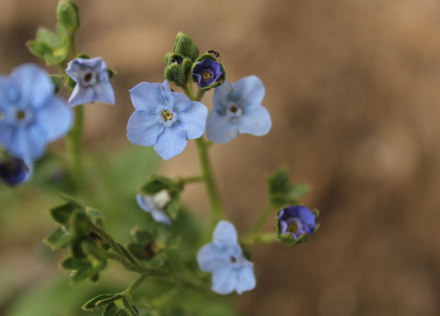 Chinese Forget-me-not