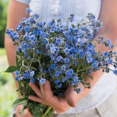 Chinese Forget-me-not