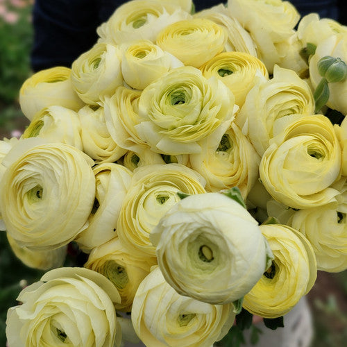 Ranunculus - Creamy Yellow