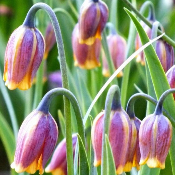 FRITILLARIA Uva Vulpis