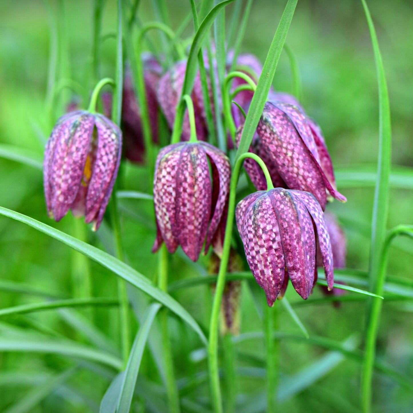 FRITILLARIA Meleagris