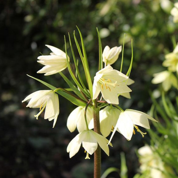 FRITILLARIA Raddeana (soft yellow)