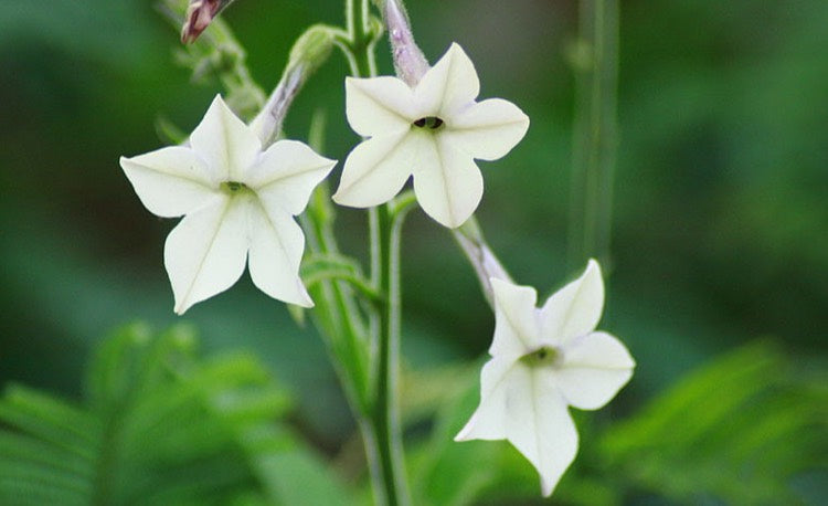 Nicotiana