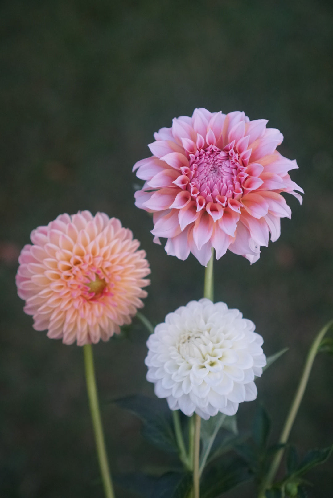 Dahlia