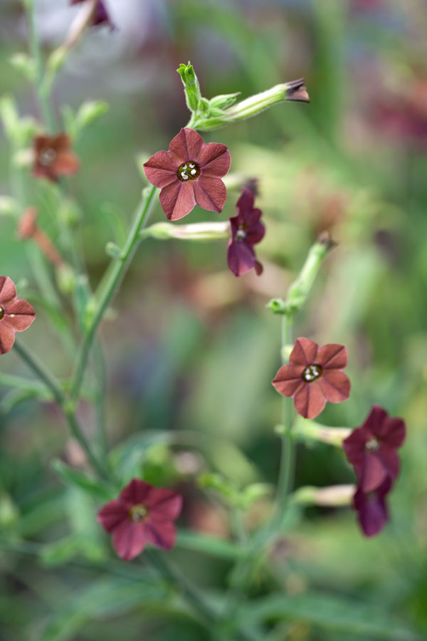 Nicotiana
