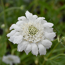 Scabiosa