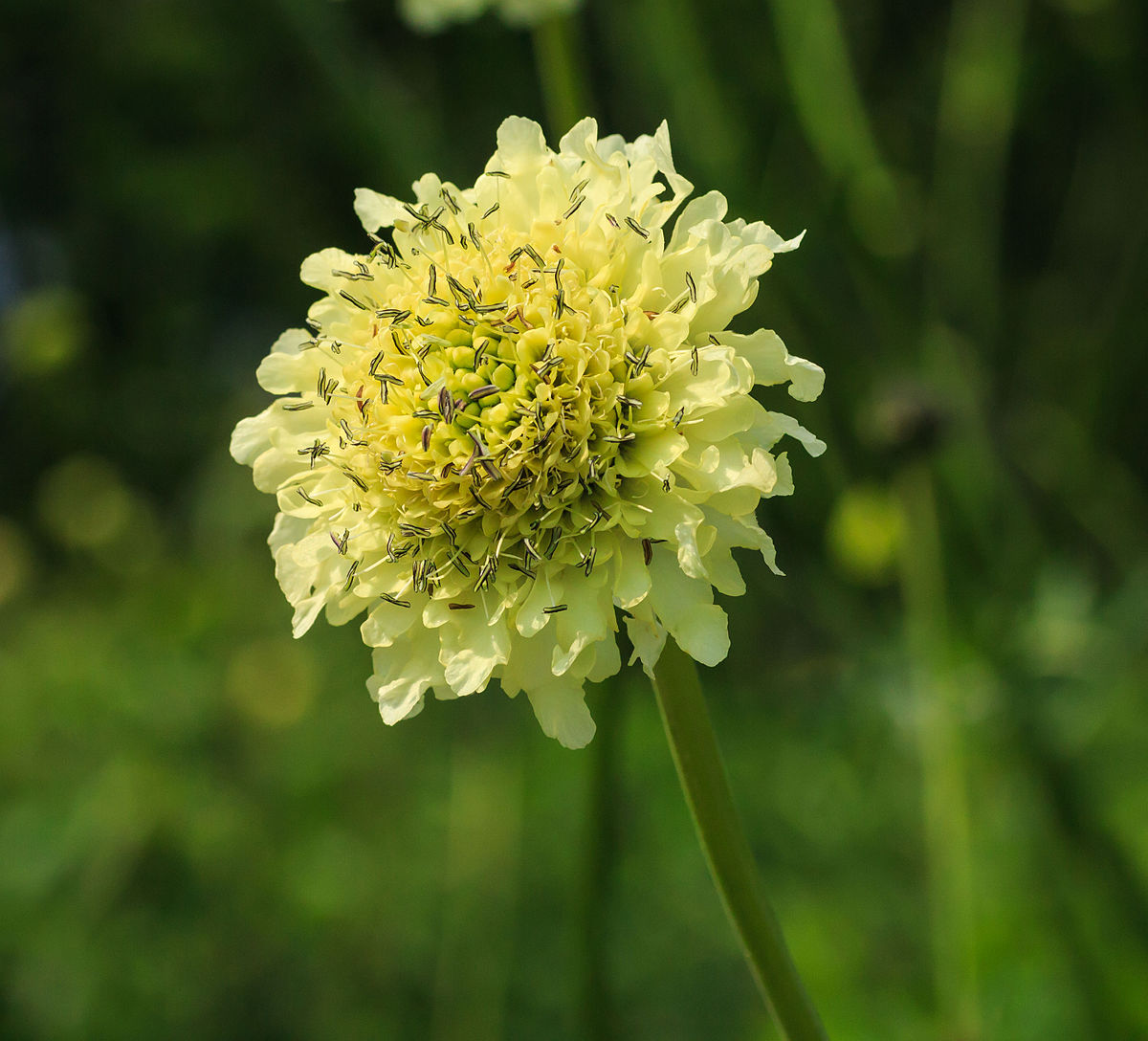 Scabiosa
