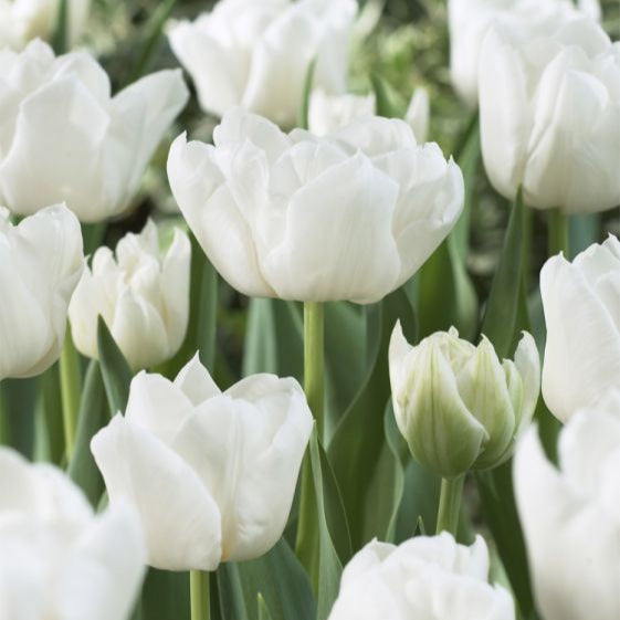 Tulip Mondial (white, double)